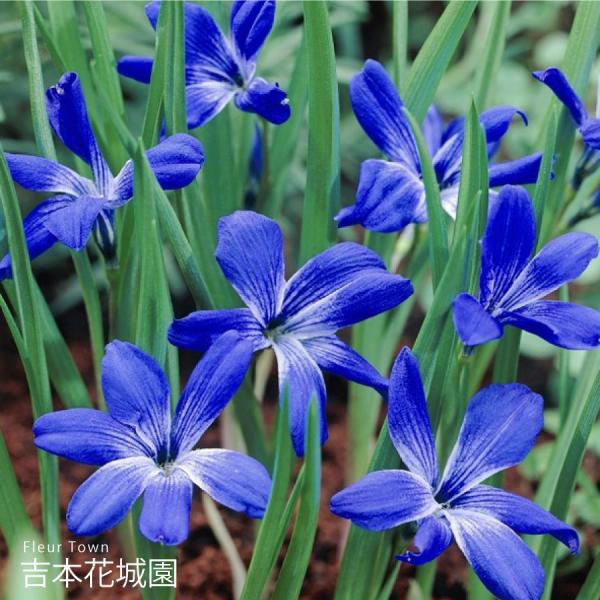 吉本花城園 秋植え球根 テコフィレア シアノクロッカス 球根 2球 春が