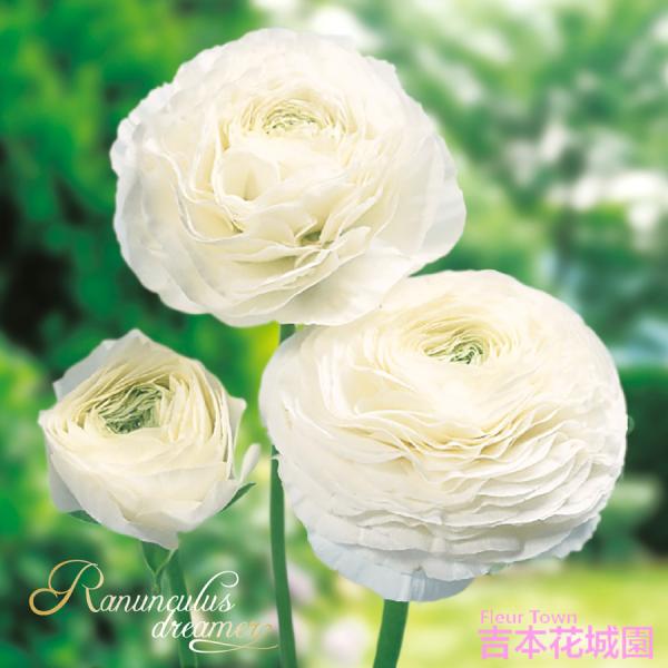 【予約品】 秋植え球根 ラナンキュラス  白 ホワイト 球根 7球 春が楽しみ！ 10月上旬以降順次発送
