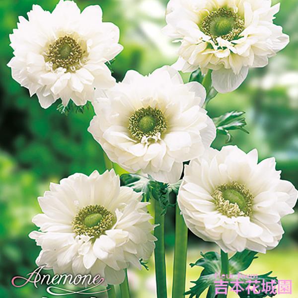 新品　カナダ産　アネモネ イチリンソウ　5株位　秋まで次々咲きます Amazon｜FiveSeasonStuff 5本 紫 アネモネ 造花 イチリンソウ