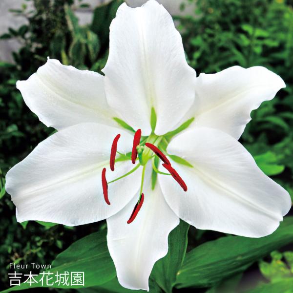 吉本花城園 秋植え球根 スーパージャイアントカサブランカ 百合