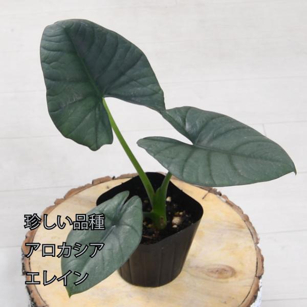 希少 アロカシア ネブラ アルボ 吉本花城園 アロカシア エレイン エレーン ネブラ 観葉植物 珍しい品種