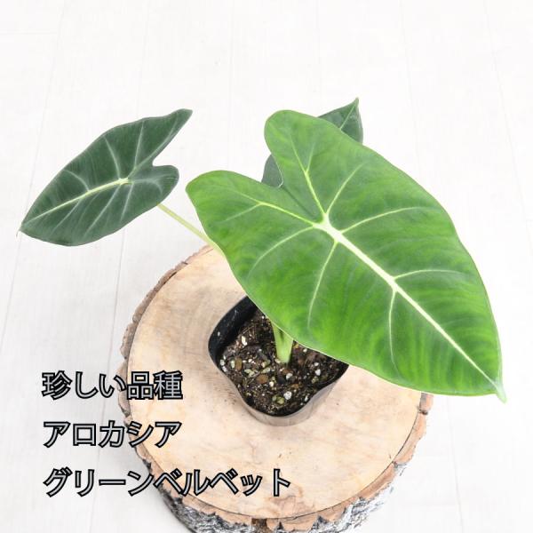 アロカシア グリーンベルベット カディエリ 観葉植物 珍しい品種 希少 3号 ポット アローカシア 美しい葉を楽しむタイプ