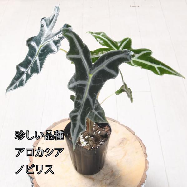 あんそら　ブリガミア インシグニ＋アロカシア サンデリアナ ノビリス あんそら様専用 ブリガミア インシグニ＋アロカシア