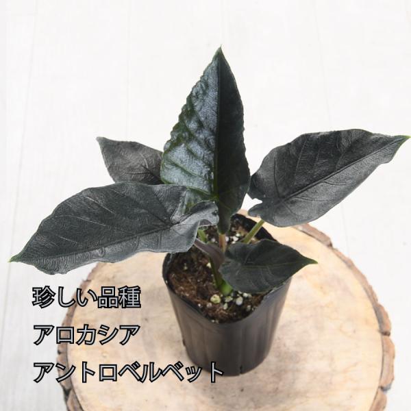 アロカシア　アントロベルベット kajoen_20green09-71