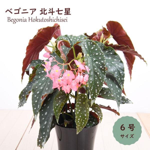 吉本花城園 観葉植物 ベゴニア 北斗七星 マクラータ 木立ベゴニア 水玉