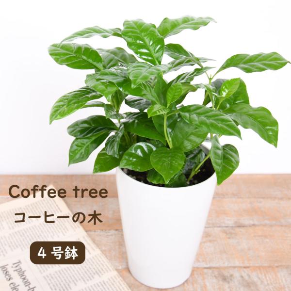コーヒーの木 インテリアの人気商品・通販・価格比較 - 価格.com コーヒーの木 インテリアの人気商品・通販・価格比較 - 価格.com