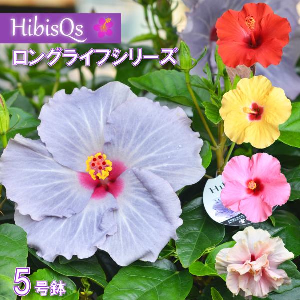 吉本花城園 ハイビスカス ハイビスキュース NEW ロングライフ