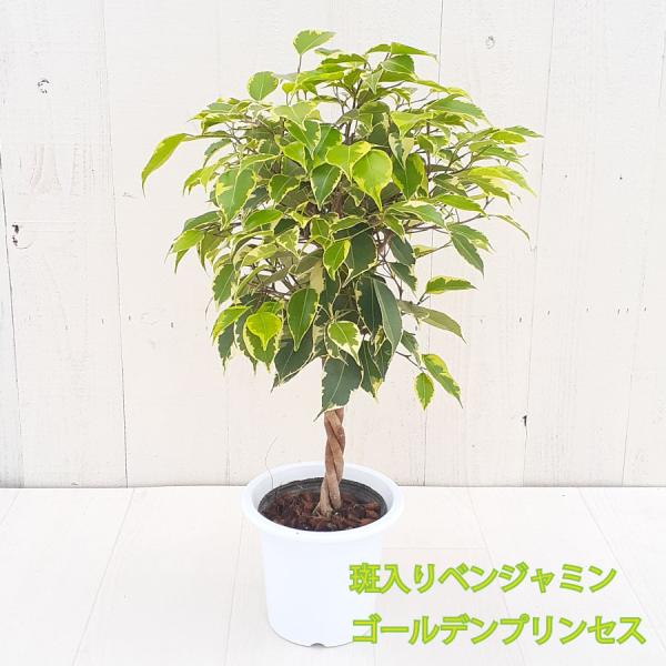 kajoen_23green0719