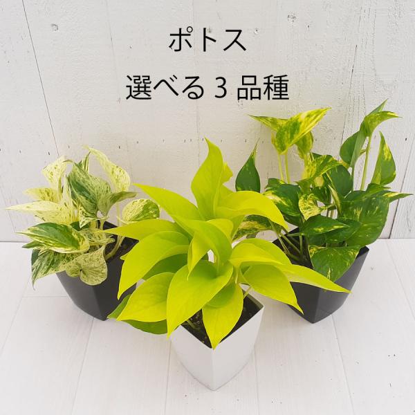 kajoen_23green0720