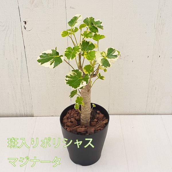 吉本花城園 1000円ポッキリ！ 観葉植物 ポリシャス 斑入り バルフォ