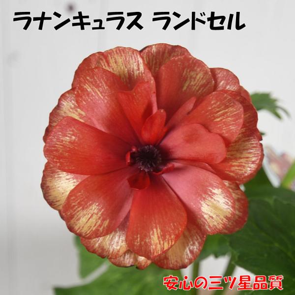 【商品情報】ラナンキュラス ランドセルシリーズ 3.5号ポット苗高さ 約30ｃｍ（鉢底から） ※鉢、ポットの形状は変更になることもございます。※花色はあくまでもイメージです。お届け時、開花時の色合いを保証するものではありません。※お届け時に...