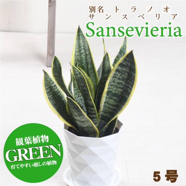 爆買 観葉植物 サンスベリア 5号 サンセベリア スパーバ トラノオ 法人 個人 開店祝い 引越し祝い 育てやすい リビング オフィス 店舗事 務所