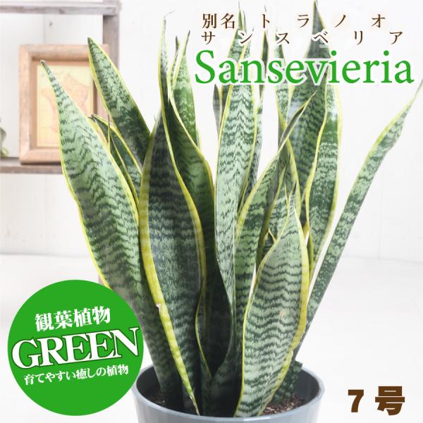 吉本花城園 観葉植物 サンスベリア 7号 サンセベリア トラノオ 法人
