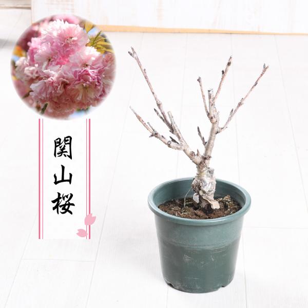《商品説明》■商品内容 ・桜苗木<br>  品種:関山桜（花1本立ち・プラ鉢）   高さ：約35〜40cm（鉢底より） -栽培説明書付き※お届け時はツボミの状態です。開花は３月下旬〜４月です。 ※植物の為、樹形・花色・花数等、写...