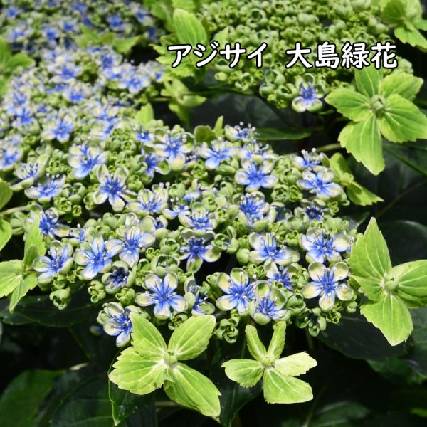 緑色のあじさい 大島緑花 オオシマリョッカ 5号鉢 【送料無料