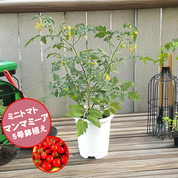 野菜苗 枝垂れて実を付ける ミニトマト苗 マンマミーア とまと 5号鉢植え