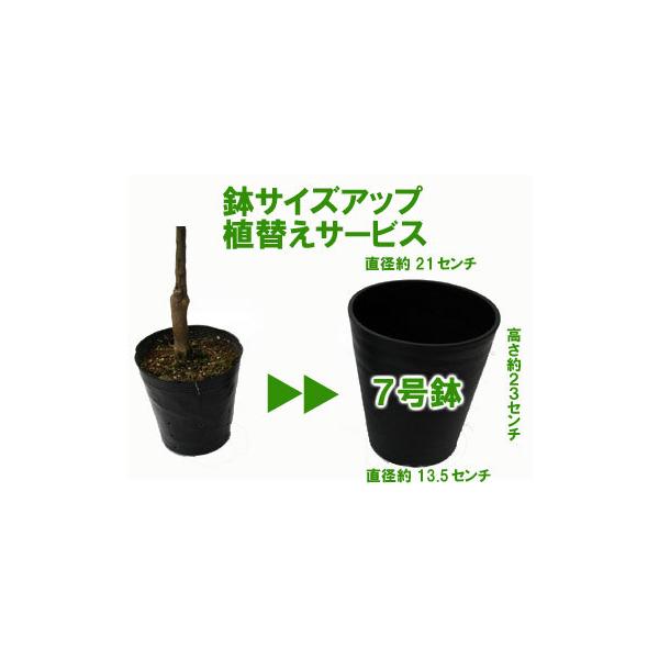 吉本花城園 ブルーベリー専用 7号鉢 に植えてお届け 鉢色おまかせ黒