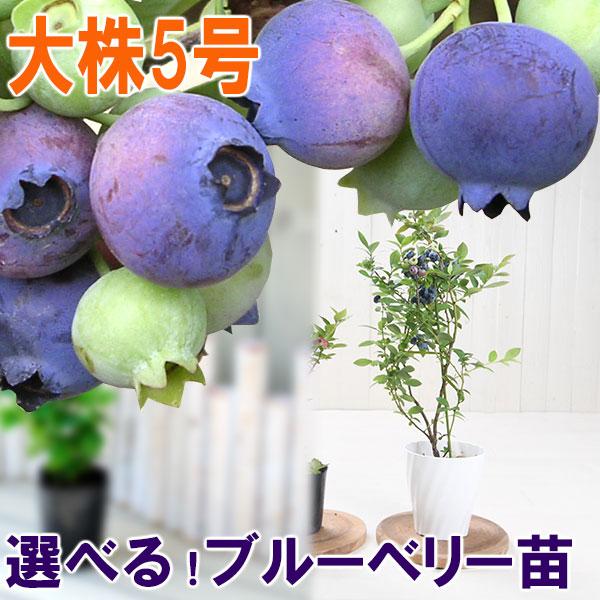 実つき 大株 ブルーベリー 苗木 5号 鉢植え サザンハイブッシュ系 ラビットアイ系 庭木 家庭菜園 6月22日以降順次発送
