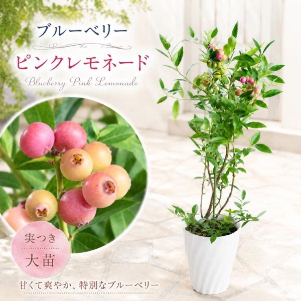 実つき 大株 ブルーベリー ピンクレモネード 苗木 5号 鉢植え ハイブリッド系 庭木 家庭菜園 6月22日以降順次発送