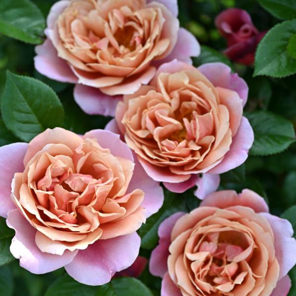 ❤︎sale❤︎デコパージュ ꔛ‬ꕤ リメイク *レンガ *タイル *薔薇ピンク 吉本花城園 特選 バラ苗 ピンク・ビンテージ ピンクビンテージ ドリュ