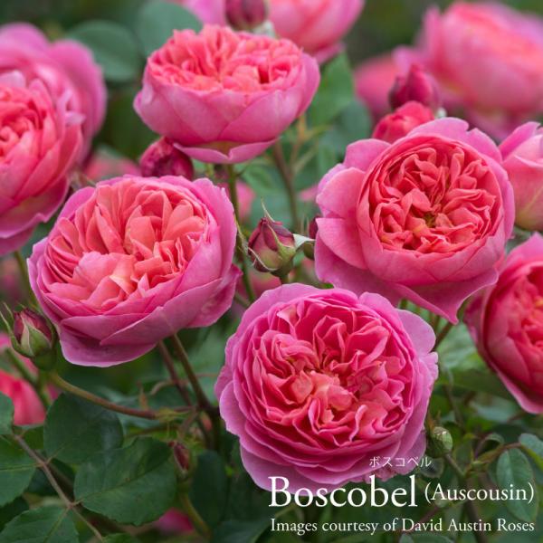 �o���c �C���O���b�V�����[�Y��c �{�X�R�x�� �o�� ER��p 6���b�g���p�� ��c �R�[�����s���N