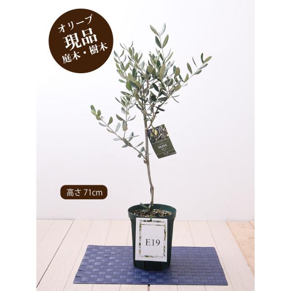 オリーブ の木 おしゃれ 植木 盆栽の人気商品 通販 価格比較 価格 Com