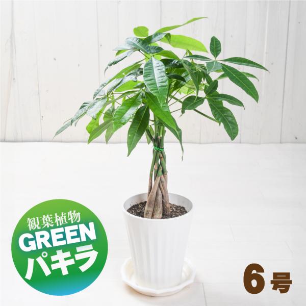 吉本花城園 観葉植物 パキラ 鉢植え 6号鉢 受皿付き 発財樹 初心者