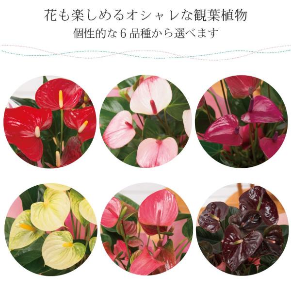 観葉植物 ギフト アンスリューム 鉢植え 6号鉢 花 プレゼント 事務所 新築祝い 開店祝いお中元 ギフト 育てやすい 長持ち 丈夫 育てやすい 仏花 お供えにも Buyee 日本代购平台 产品购物网站大全 Buyee一站式代购 Bot Online