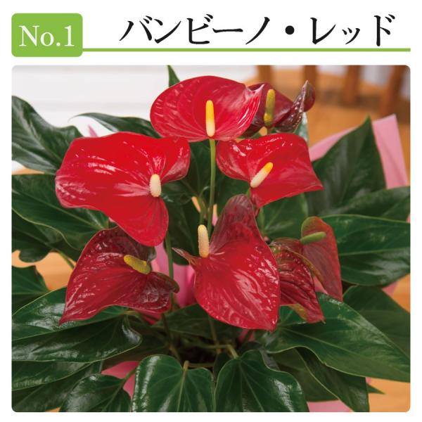 観葉植物 ギフト アンスリューム 鉢植え 6号鉢 花 プレゼント 事務所 新築祝い 開店祝いお中元 ギフト 育てやすい 長持ち 丈夫 育てやすい 仏花 お供えにも Buyee Buyee 日本の通販商品 オークションの代理入札 代理購入