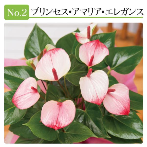 観葉植物 ギフト アンスリューム 鉢植え 6号鉢 花 プレゼント 事務所 新築祝い 開店祝いお中元 ギフト 育てやすい 長持ち 丈夫 育てやすい 仏花 お供えにも Buyee Buyee 日本の通販商品 オークションの代理入札 代理購入