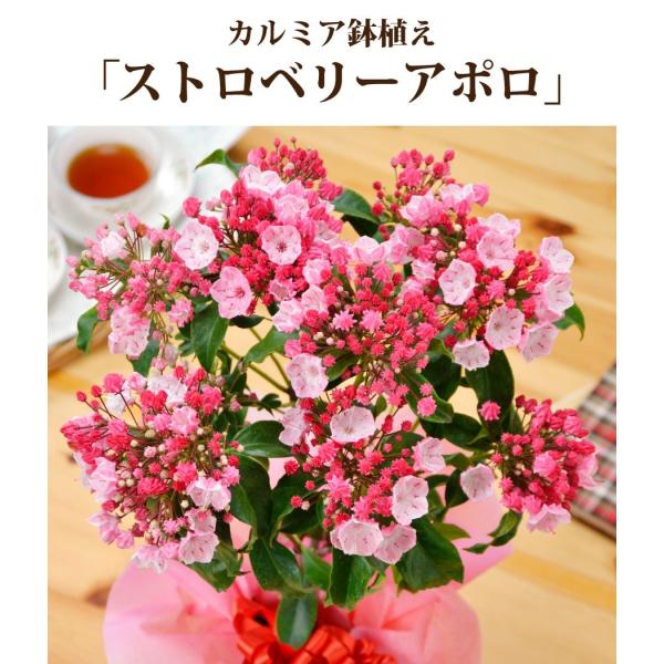 21 母の日 カルミア プレゼント 花 ギフト 5号 鉢植え Buyee Buyee 日本の通販商品 オークションの代理入札 代理購入