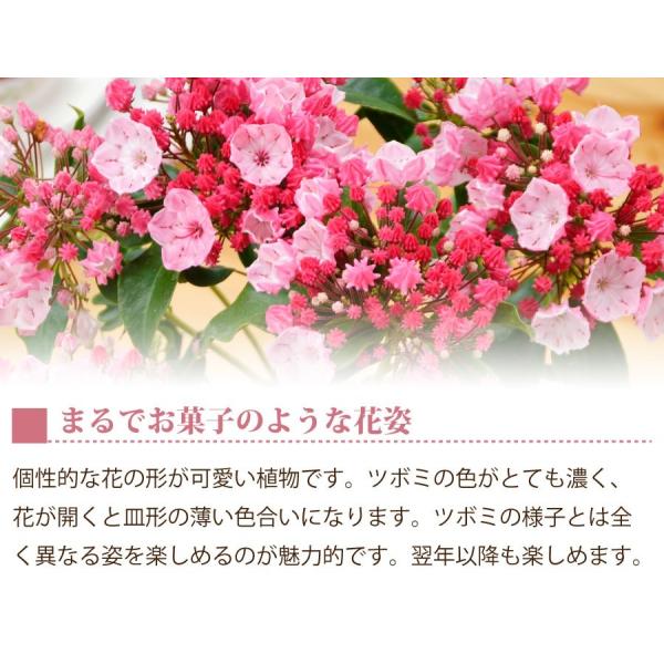 21 母の日 カルミア プレゼント 花 ギフト 5号 鉢植え Buyee Buyee 日本の通販商品 オークションの代理入札 代理購入