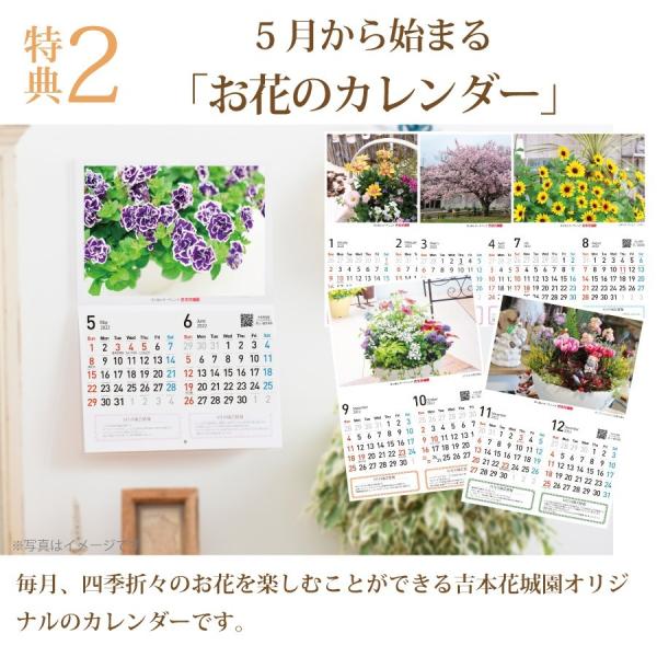 21 母の日 カルミア プレゼント 花 ギフト 5号 鉢植え Buyee Buyee 提供一站式最全面最專業現地yahoo Japan拍賣代bid代拍代購服務 Bot Online