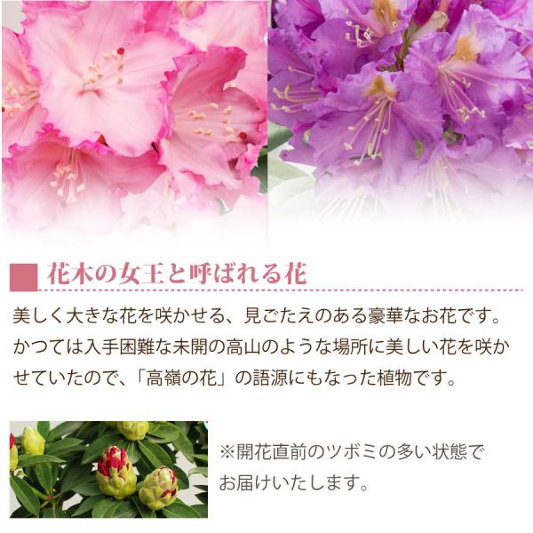 母の日 シャクナゲ プレゼント 21 花 ギフト 鉢植え ピンク パープル Buyee Buyee 日本の通販商品 オークションの代理入札 代理購入