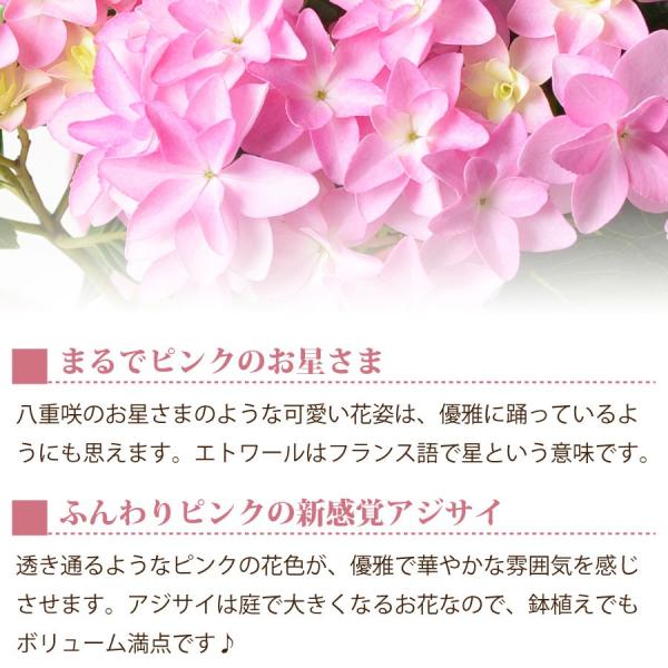 母の日 プレゼント ギフト 21 アジサイ ピンクエトワール ダンスパーティー あじさい 5号 鉢植え Buyee Buyee Japanese Proxy Service Buy From Japan Bot Online