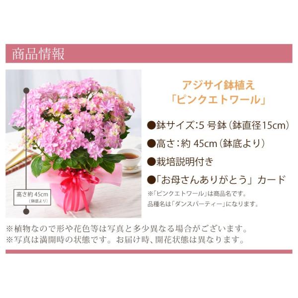母の日 プレゼント ギフト 21 アジサイ ピンクエトワール ダンスパーティー あじさい 5号 鉢植え Buyee Buyee Japanese Proxy Service Buy From Japan Bot Online