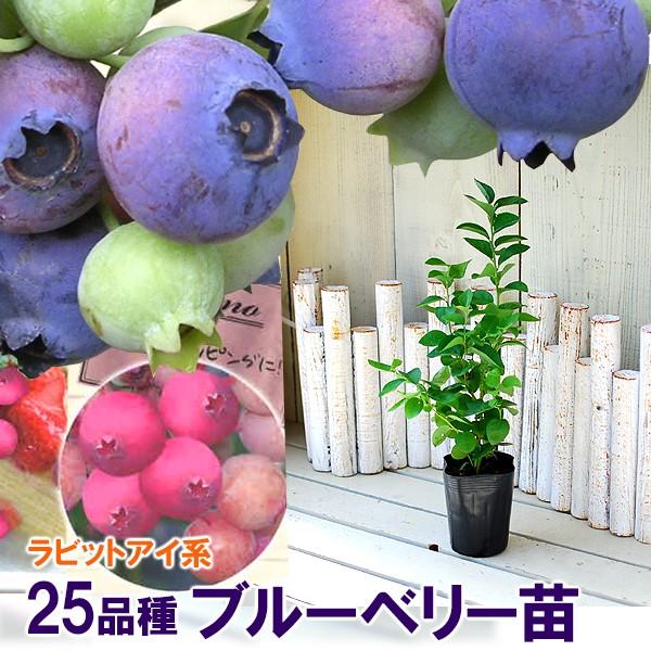 ブルーベリー 苗木 ラビットアイ系 選べる31品種 Hanaumiberry Sale Fleurtown吉本花城園 通販 Yahoo ショッピング