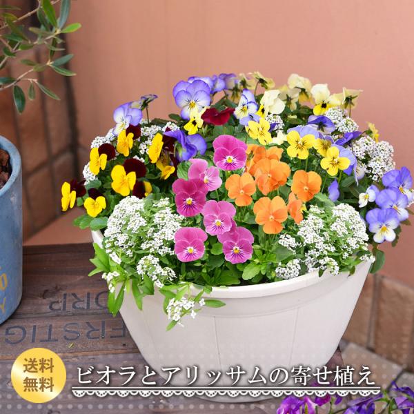 吉本花城園 【順次発送中】寄せ植え ひみつのビオラとアリッサム