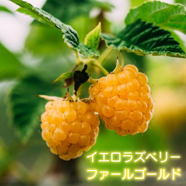 ■商品内容　果樹苗木（4号ポット苗）　高さ70センチ※苗は、バーグたい肥などに仮植えしている状態です。 到着後お早めに、鉢やお庭に植え替えることをお勧めします。■同梱について果樹苗は6本まで同梱可能です。梱包毎に送料が必要となります。詳しく...