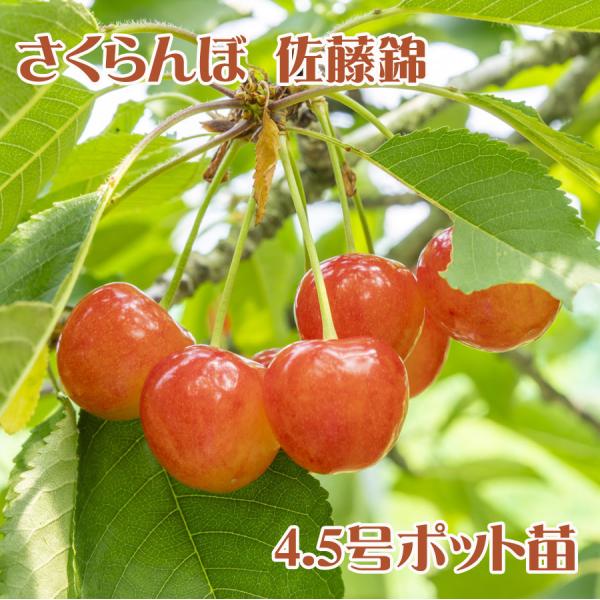 佐藤錦 さくらんぼ サクランボ 苗木 2年生 接木苗 接ぎ木 果樹苗 柑橘 柑橘苗木 果樹 植木 庭木
