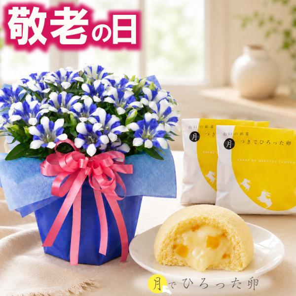 敬老の日 ギフト リンドウ 心美 白寿 4.5号 鉢植え 月でひろった卵 セット 花 スイーツ 祖母 祖父 プレゼント 孫から  吉本花城園 果子乃季 あさひ製菓