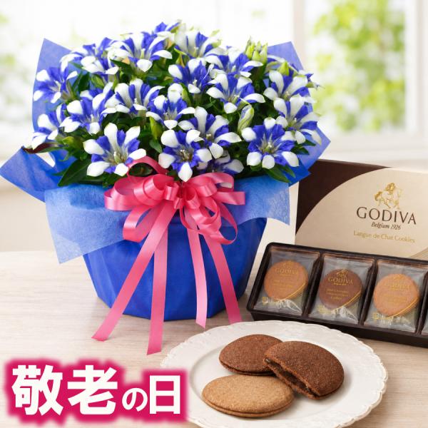 敬老の日 ギフト リンドウ 心美 白寿 4.5号鉢植え GODIVA ラングドシャ セット 送料無料 花 スイーツ 祖母 祖父 プレゼント 孫から 吉本花城園