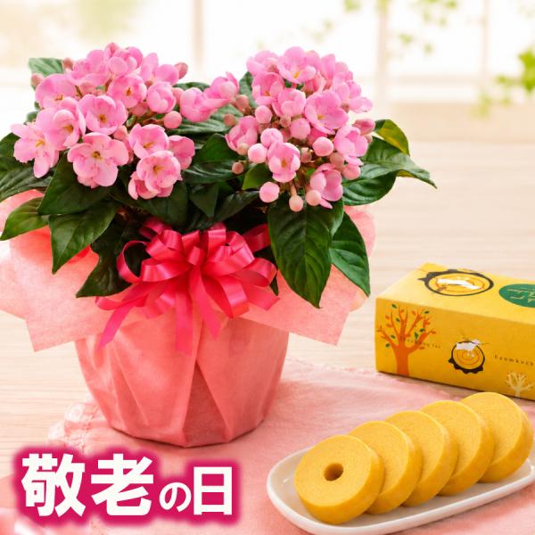 敬老の日 ギフト におい桜 4号 鉢植え 卵たっぷり深川の バウムクーヘン セット 一部地域 送料無料 花 スイーツ 祖母 祖父 プレゼント 孫から 吉本花城園