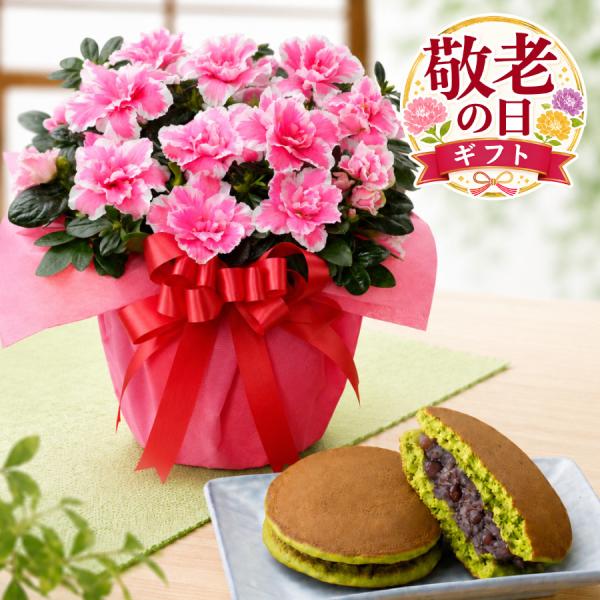 敬老の日 ギフト アザレア 5号 鉢植え 抹茶どら焼き セット 一部地域 送料無料 花 スイーツ 祖母 祖父 プレゼント 孫から 吉本花城園