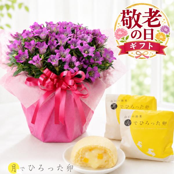 敬老の日 ギフト リンドウ ピンク系 心美舞 4.5号 鉢植え 月でひろった卵 セット 花 スイーツ 祖母 祖父 プレゼント 孫から  吉本花城園 果子乃季 あさひ製菓