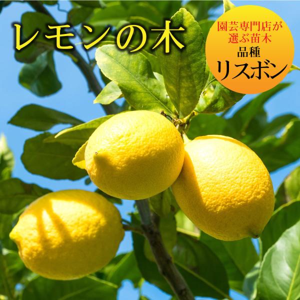 kajoen_lemonnoki-risubon kajoen_lemonnoki-risubon
