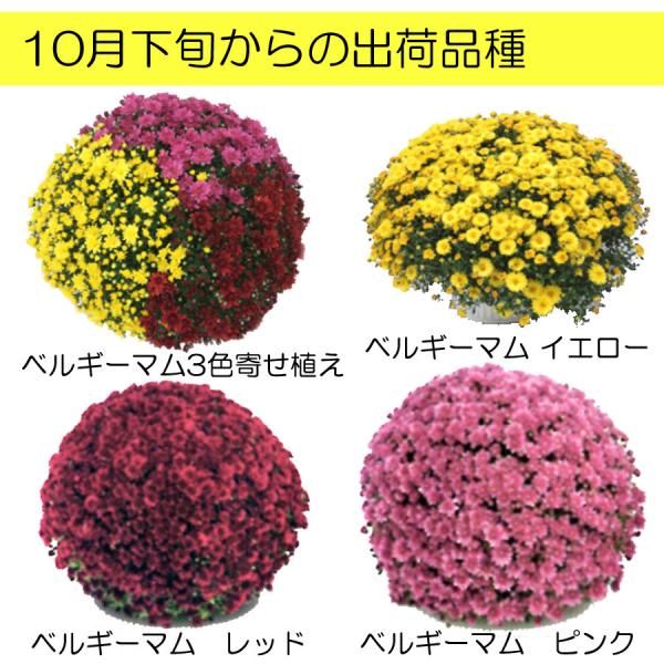 ガーデンマム 大株 これぞプロのワザ ビックリガーデンマム ご予約品 9月末より順次発送 Buyee Buyee Japanischer Proxy Service Kaufen Sie Aus Japan