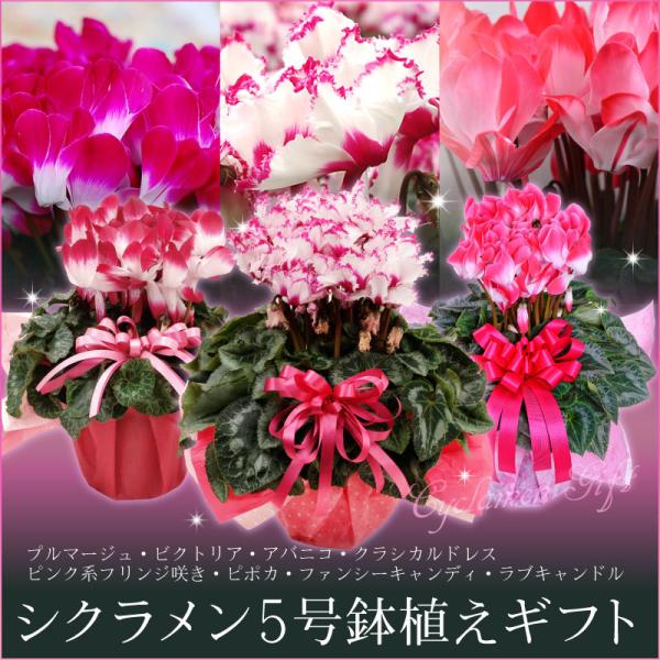 シクラメン 鉢植えギフト 5号鉢 選べる8品種 花の ギフト お歳暮