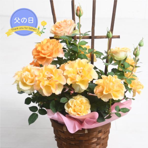 遅れてごめんね 父の日 ギフト プレゼント 植物 花 幸せの黄色いバラ鉢植えとれもんチーズケーキセット Buyee Buyee Japanischer Proxy Service Kaufen Sie Aus Japan