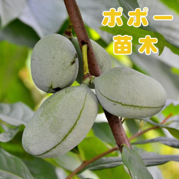 ■商品内容　果樹苗木（5号鉢）　高さ約70センチ※苗は、バーグたい肥などに仮植えしている状態です。　到着後お早めに、鉢やお庭に植え替えることをお勧めします。※高さは約７０ｃｍくらいで、枝の先端は剪定してあります。